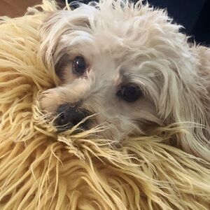 Meet your Posher, Alina